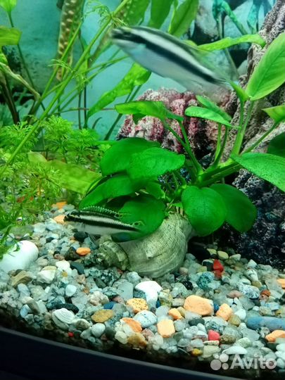 Аквариумные рыбки