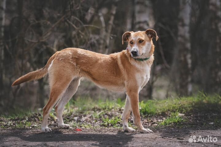 Собака Рыжуля ищет дом