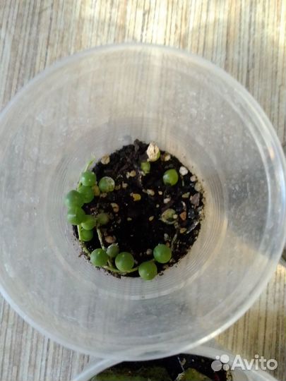 Хойя нумилароидес, хойя линеарис и другие