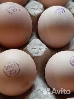 Инкубационное яйцо