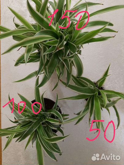 Комнатные цветы