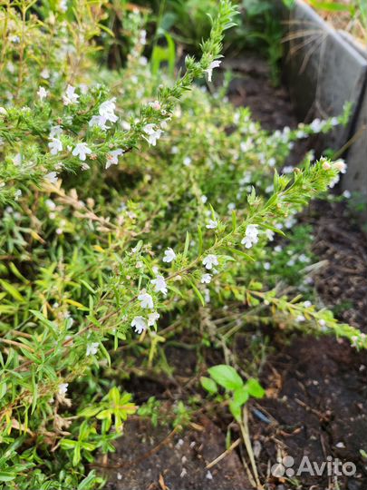 Мята водная, лаванда, тимьян, спаржа, душица