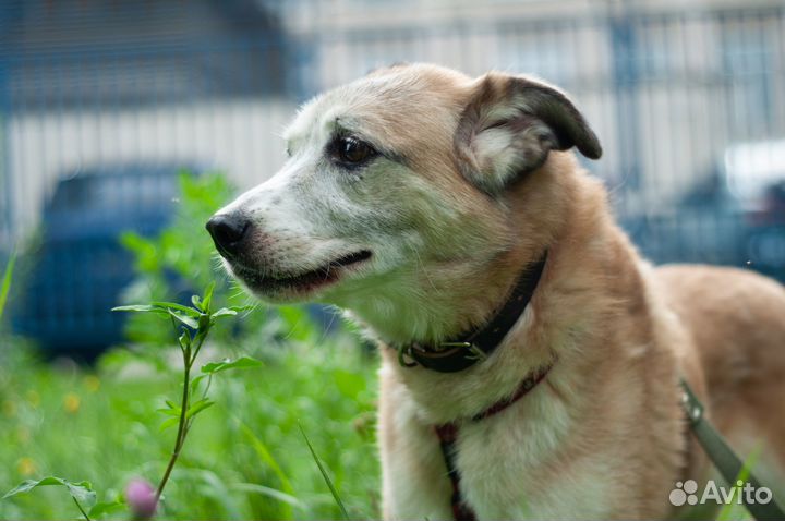 Фотограф анималист