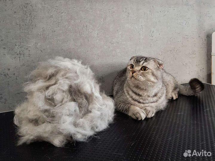 Экспресс-линька(груминг) кошек и собак