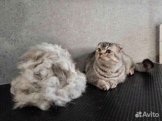 Экспресс-линька(груминг) кошек и собак