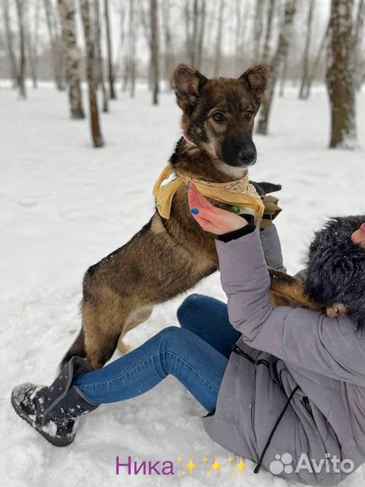 Щенок в добрые руки отдам бесплатно