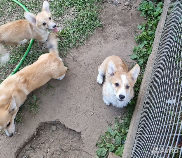 Вельш-корги пемброк