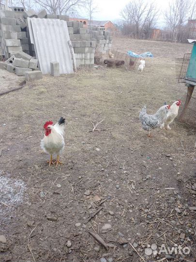 Куры петухи