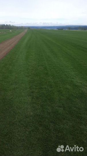 Рулонный газон sport