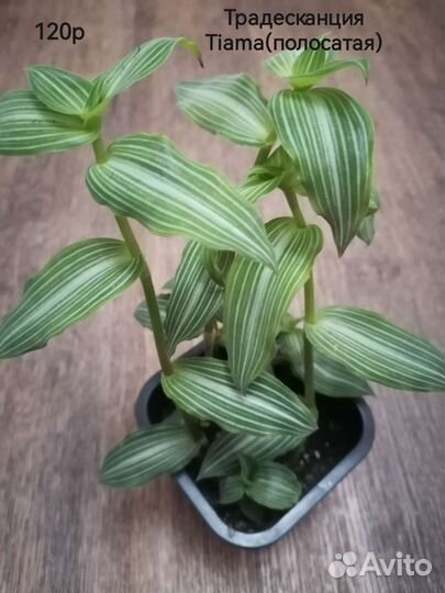 Традесканции