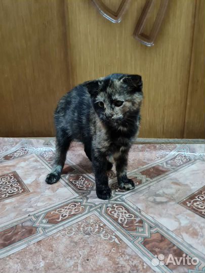 Отдам котенка в добрые руки