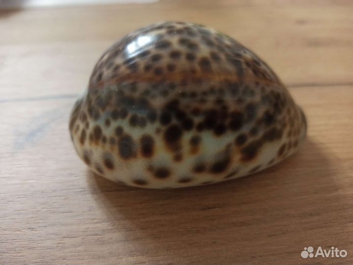 Морская раковина