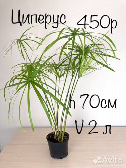 Комнатные цветы