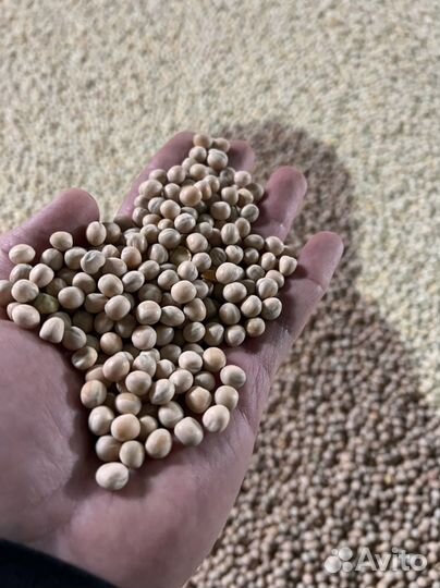 Семена гороха Ла-Манш