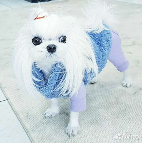 Мальтезики