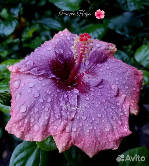 Гибискус сортовой