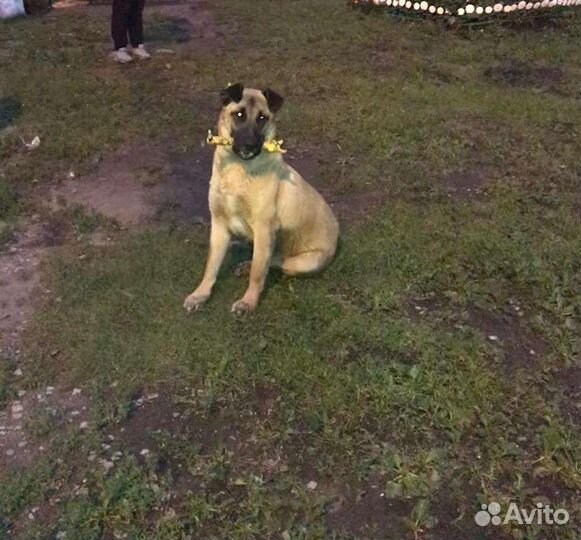 Щенок подросток в добрые руки