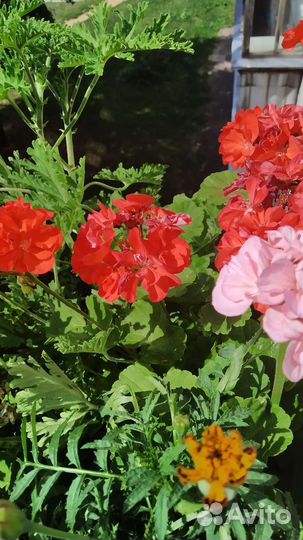 Комнатные растения герань, аихризон