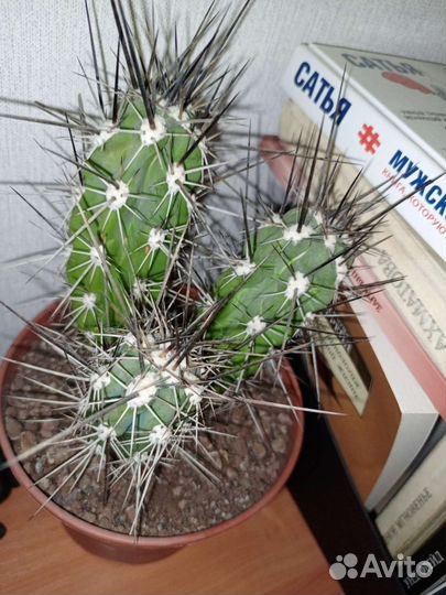 Большой кактус