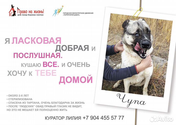 Графический дизайнер