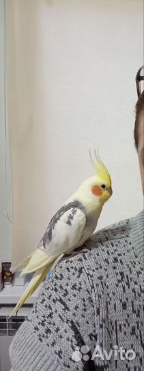 Попугай корелла самец