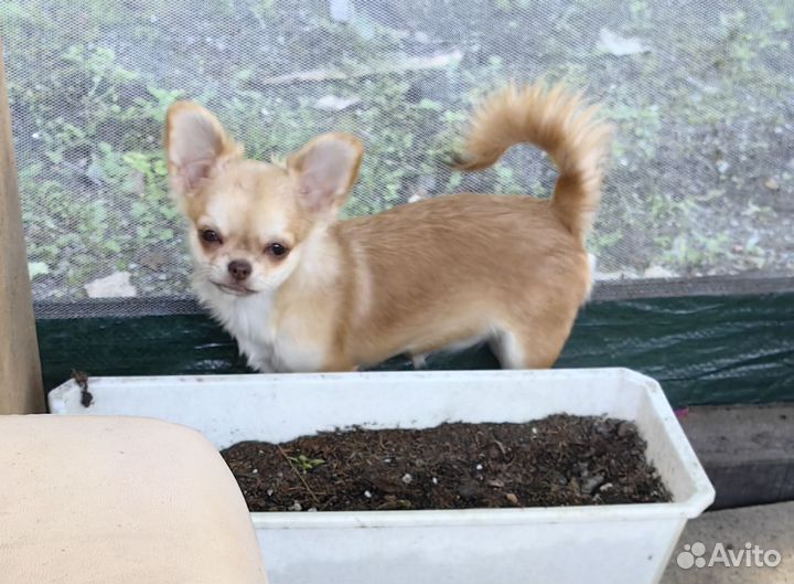 Чихуахуа девочка с документами РКФ