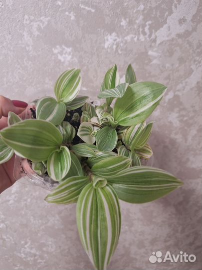 Традесканция