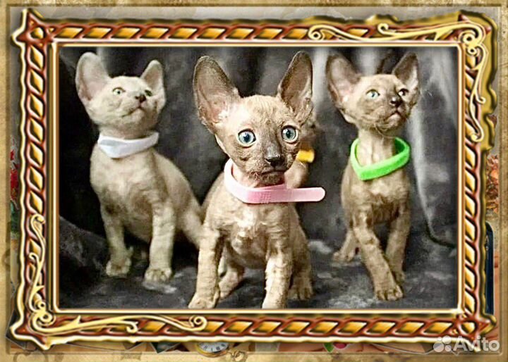 Корниш-рекс котята с Документами. Кошечки котики
