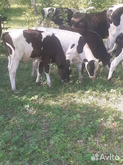 Телята бычки