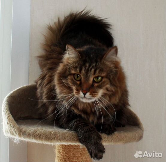 Сибирячок Стёпа, общительный котик в добрые руки