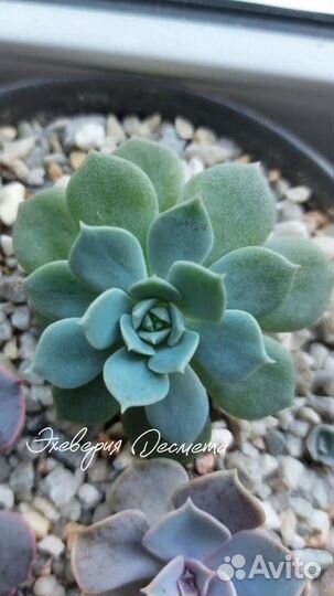 Суккуленты ч.1