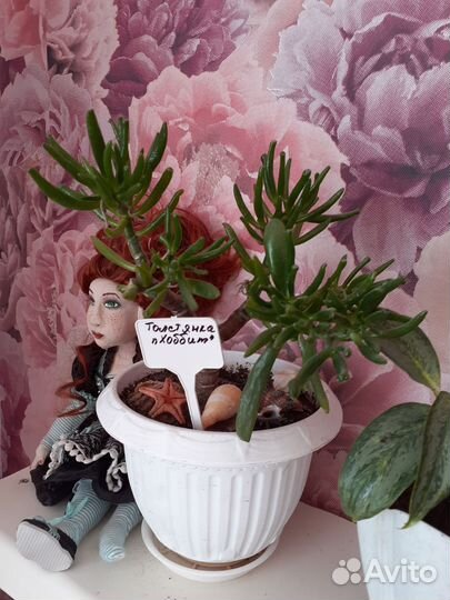 Толстянка Хоббит