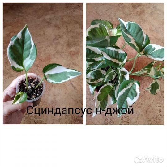 Комнатные цветы
