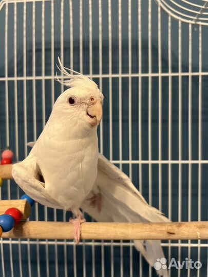 Корелла, белый