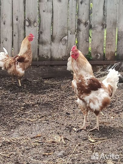 Молодые петухи