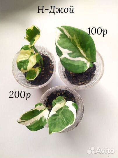 Филодендрон сциндапсус