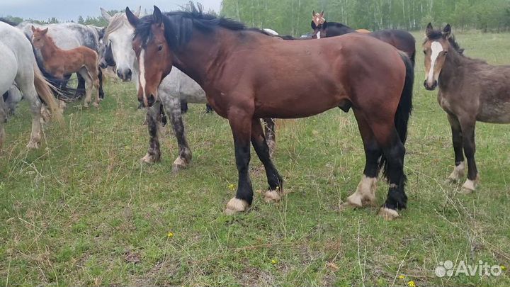 Продам лошадей