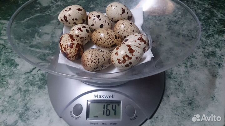 Перепела (Техасец, несушка), ия