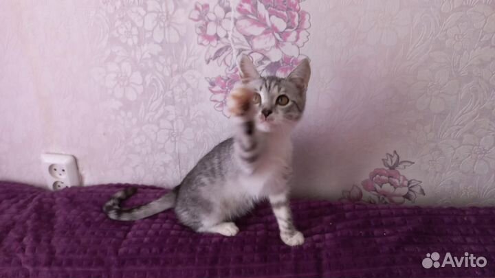 Котенок нуждается в доме