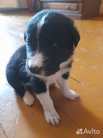 Щенок собаки