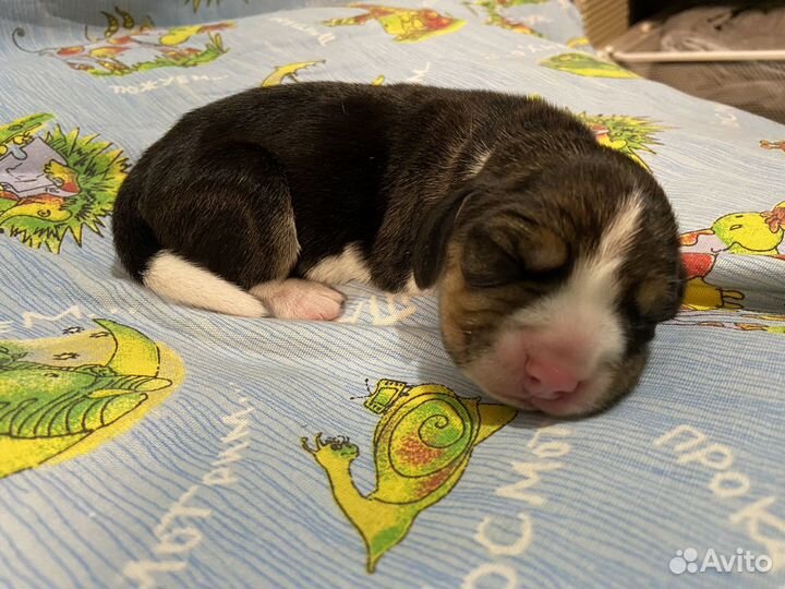 Бигль щенки