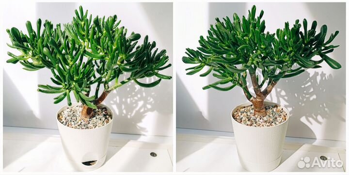 Суккуленты