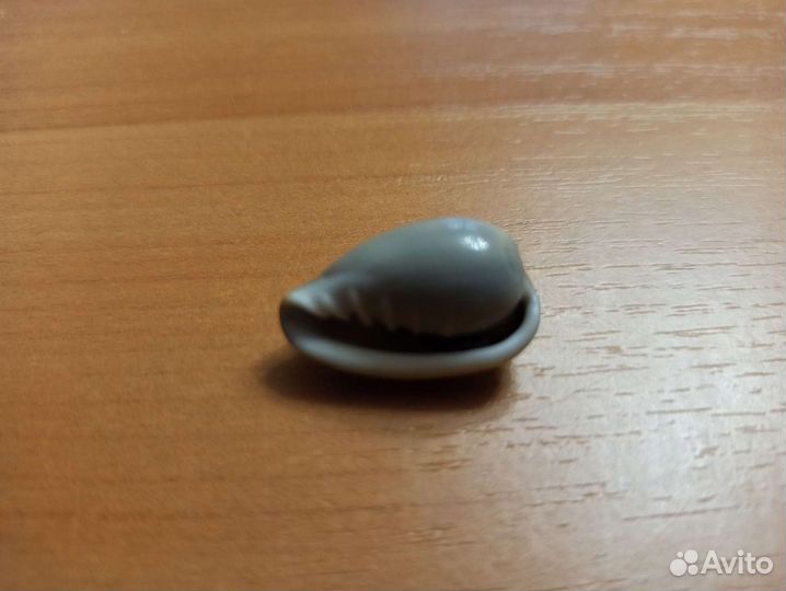 Морская раковина