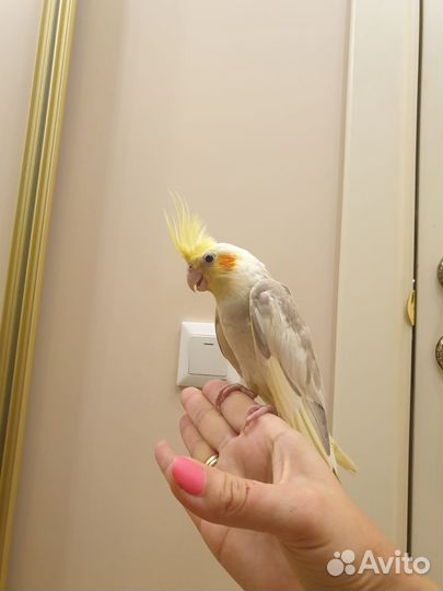 Попугай корелла птенец