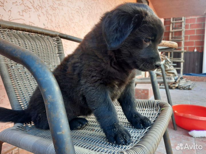 Щенок Мишель