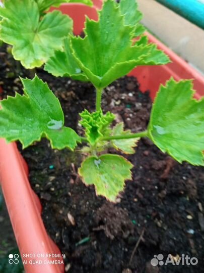 Сортовые пеларгонии