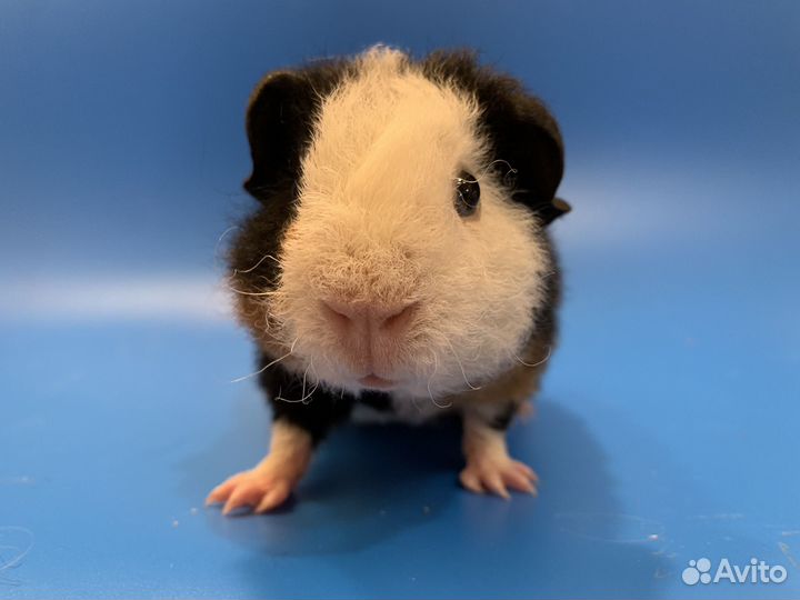 Морская свинка