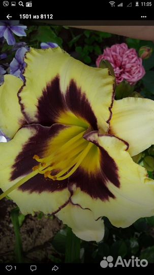 Продам садовые цветы