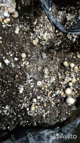 Компост из под шампиньонов