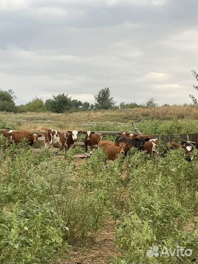 Коровы и телята